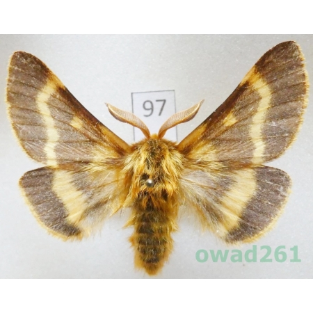 Lemonia dumi (Linnaeus, 1761) male Slovakia97